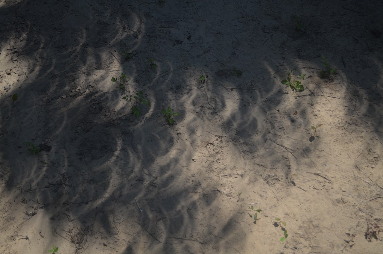 Solar crescents projected on the ground by pinholes during the 21 August 2017 eclipse
