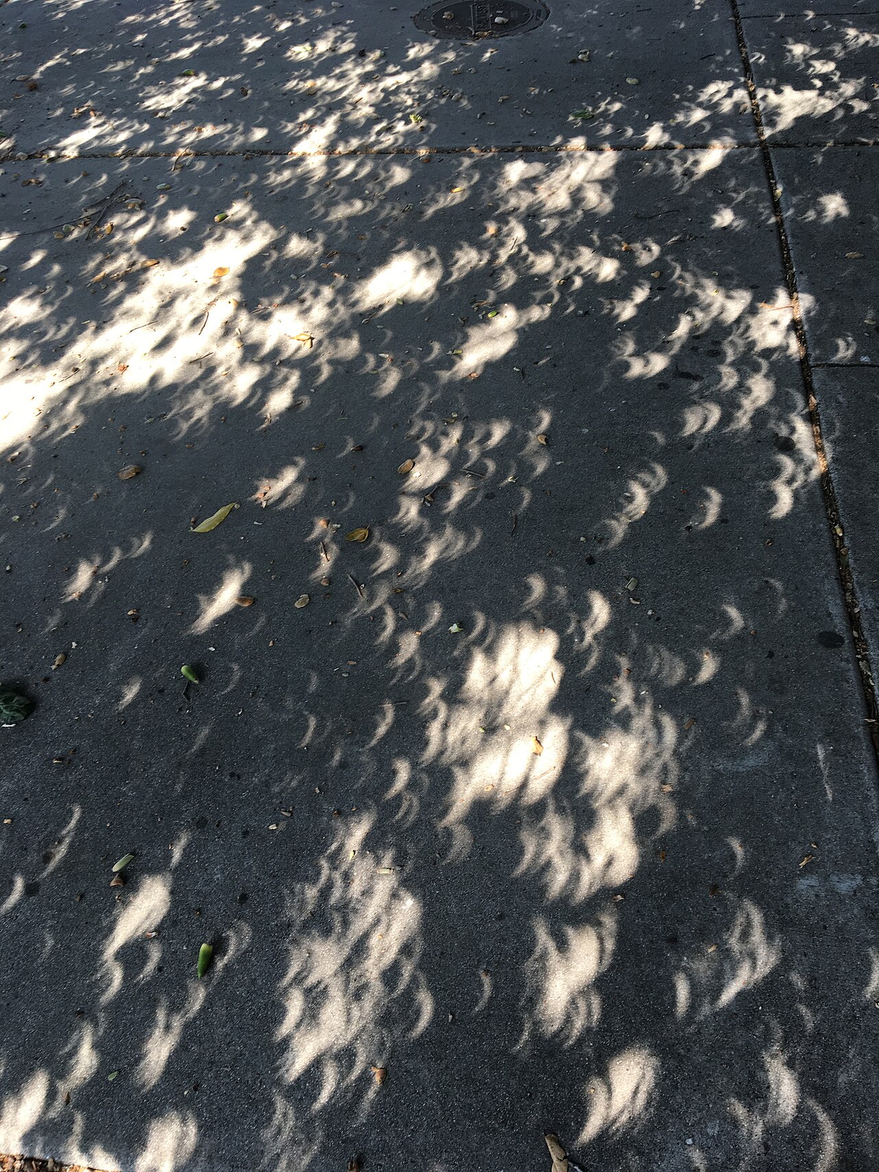Pavement covered with light crescents projected by tree foliage during a partial eclipse
